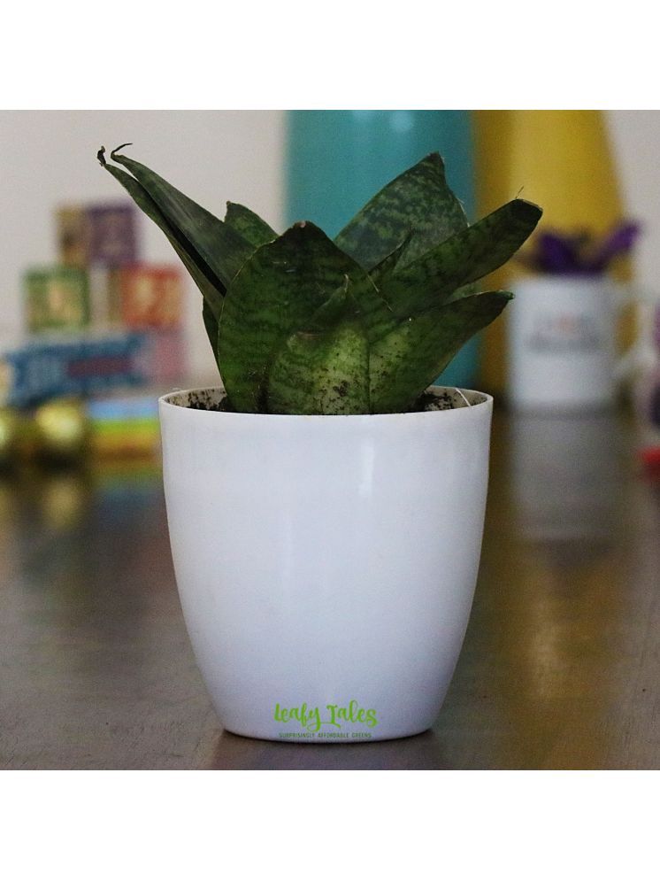     			Leafy Tales Indoor Indoor Plant ( Pack of 1 )