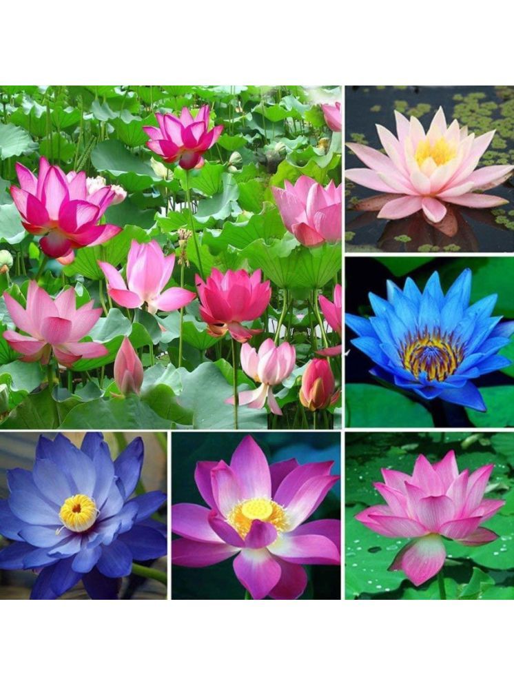     			Jignisha Seeds Lotus Flower ( 15 Seeds )