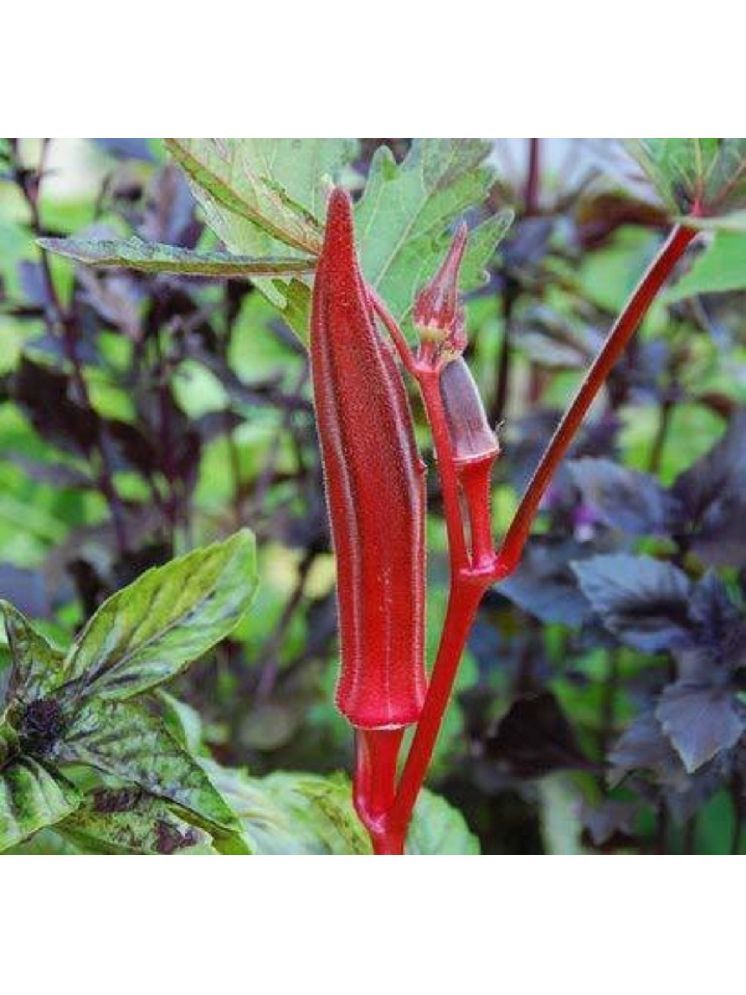     			Jignisha Seeds Organic Red Lady Finger Vegetable ( 15 Seeds )