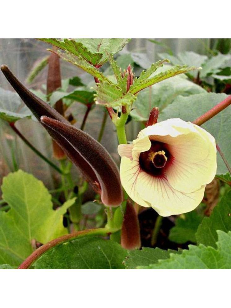     			Jignisha Seeds Hybrid Red Okra Vegetable ( 30 Seeds )