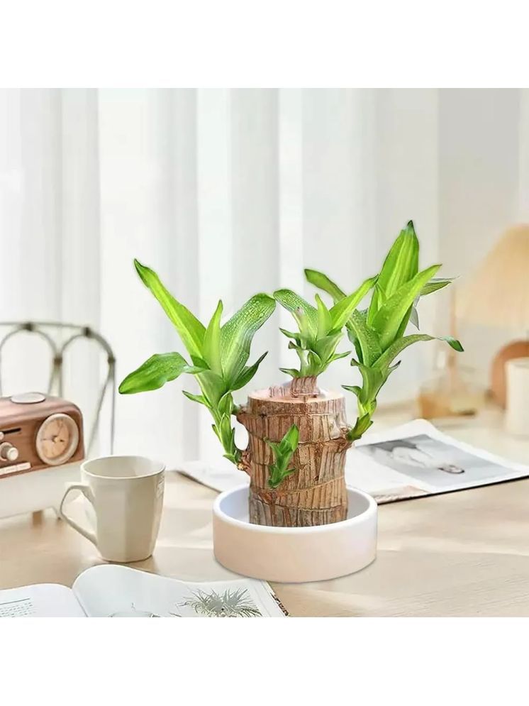     			homeagro Brazilian Lucky Bamboo Plant Lucky Good Luck Plant, Brazil Wood Plant For Home