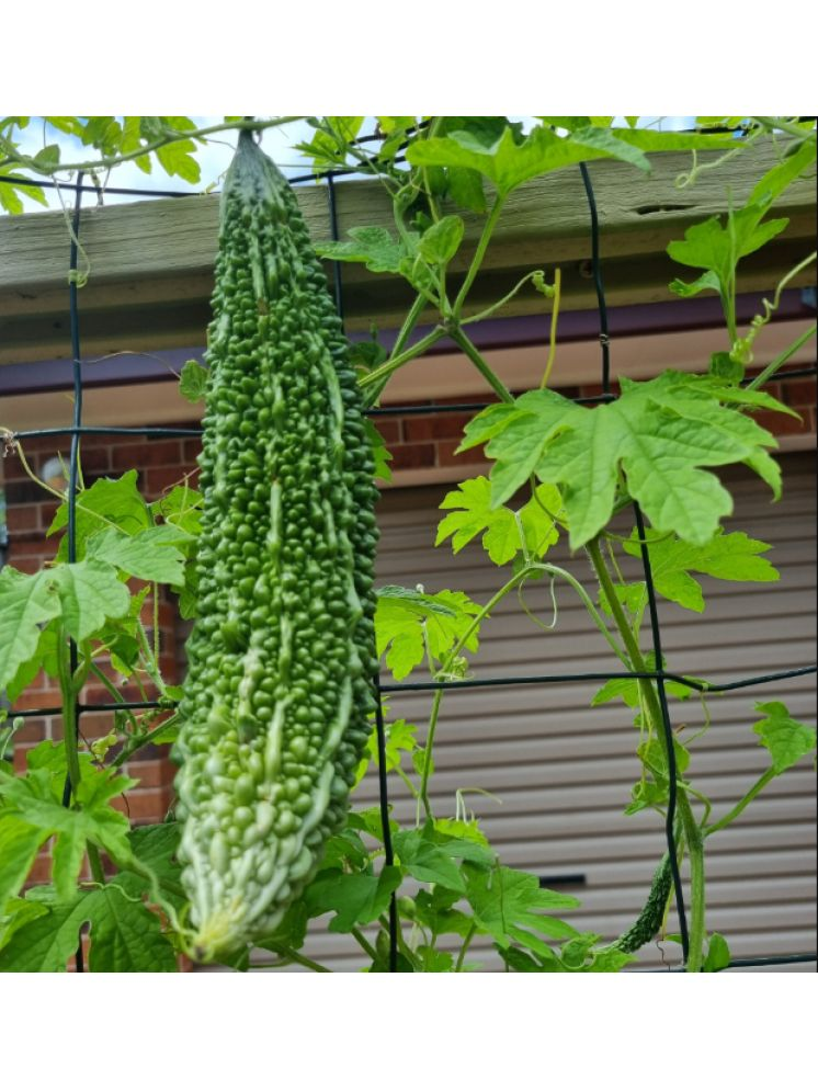     			Jignisha Seeds Hybrid Bitter Gourd Vegetable ( 15 Seeds )