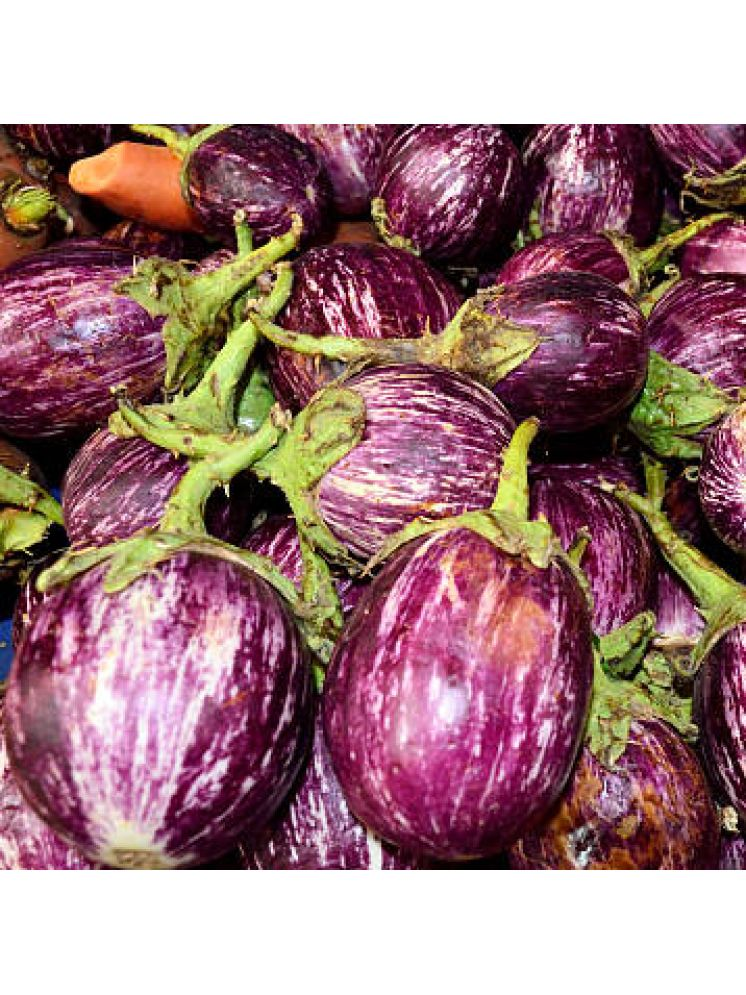     			Jignisha Seeds Organic Brinjal Vegetable ( 50 Seeds )