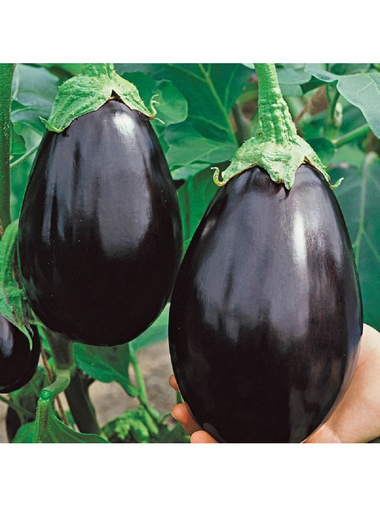     			Jignisha Seeds Hybrid Black Brinjal Vegetable ( 50 Seeds )