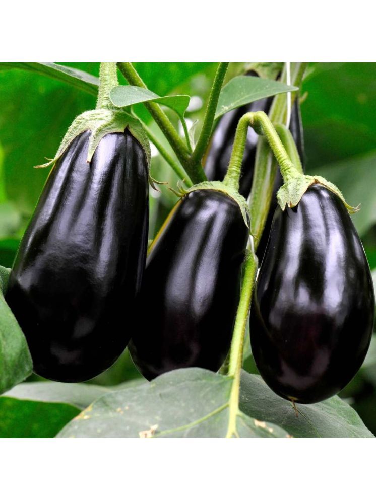     			Jignisha Seeds Hybrid Brinjal Vegetable ( 50 Seeds )