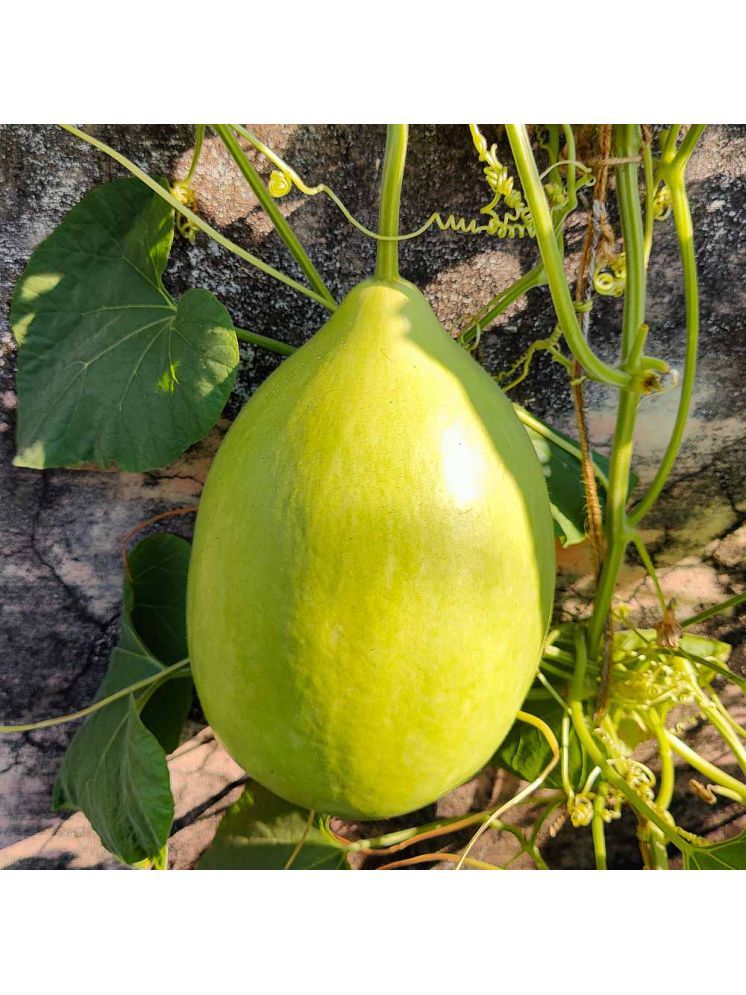     			Jignisha Seeds Hybrid Lauki Vegetable ( 15 Seeds )