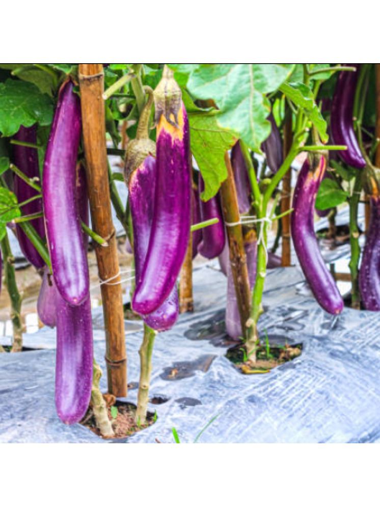     			Jignisha Seeds Eggplant Vegetable ( 50 Seeds )