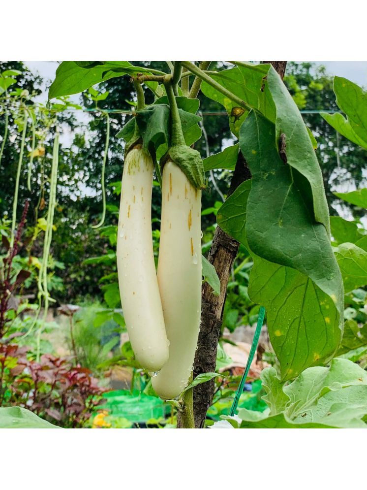     			Jignisha Seeds Eggplant Vegetable ( 50 Seeds )