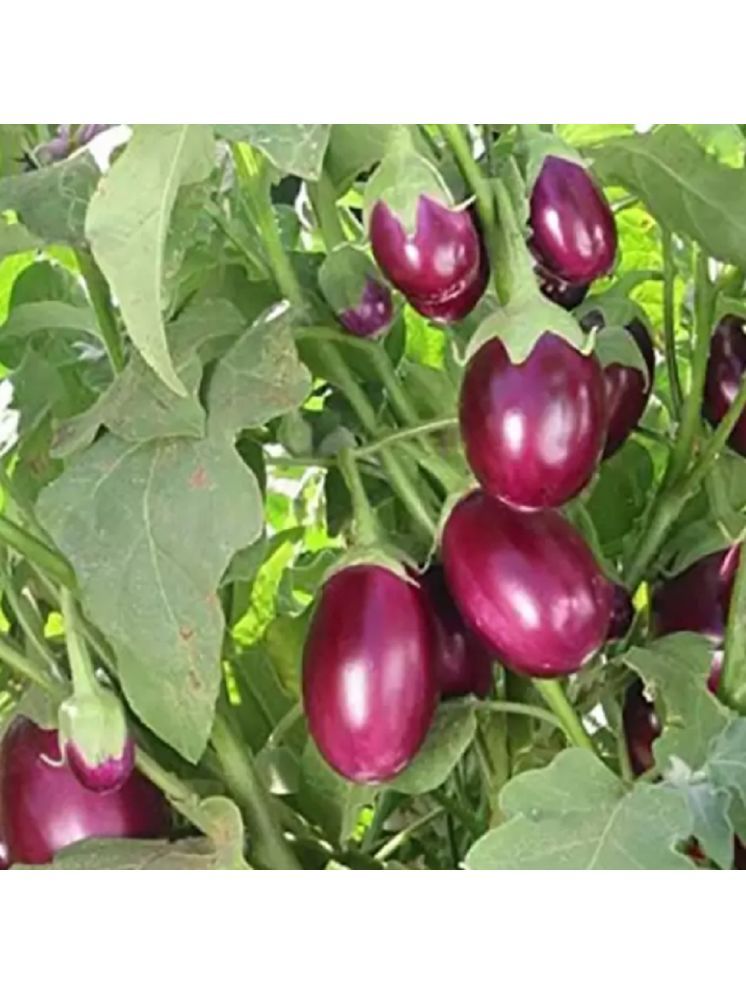     			Jignisha Seeds Organic Eggplant Vegetable ( 50 Seeds )