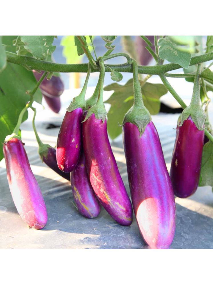     			Jignisha Seeds Organic Eggplant Vegetable ( 50 Seeds )