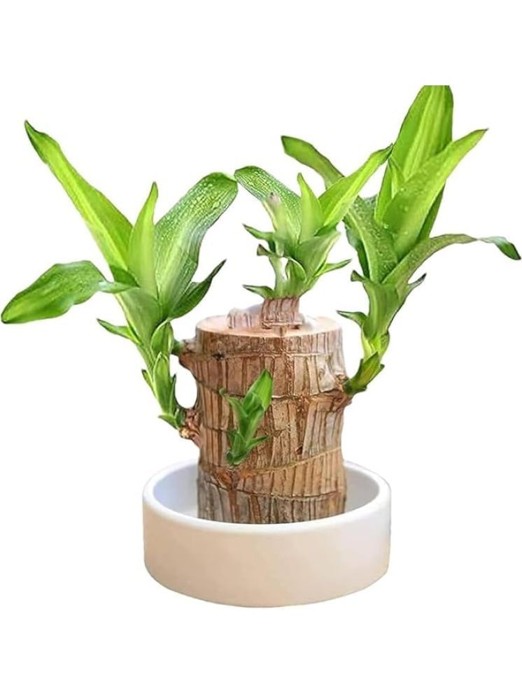     			Shejin Indoor Two Layer Lucky Bamboo Plant Plant ( Pack of 1 )