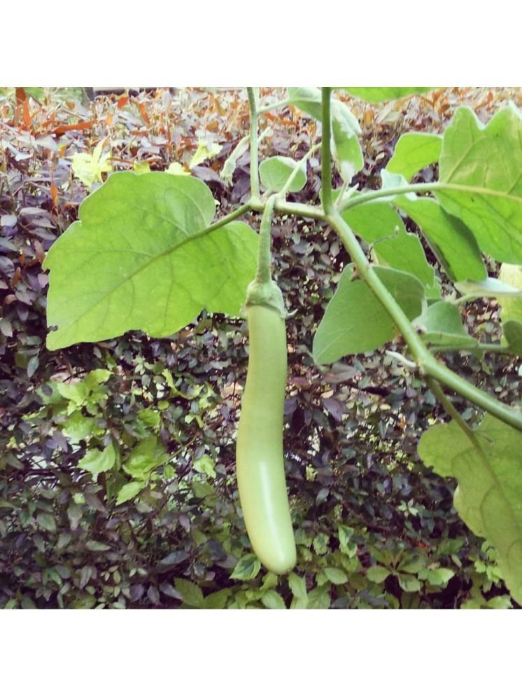     			Jignisha Seeds Aubergine Vegetable ( 50 Seeds )