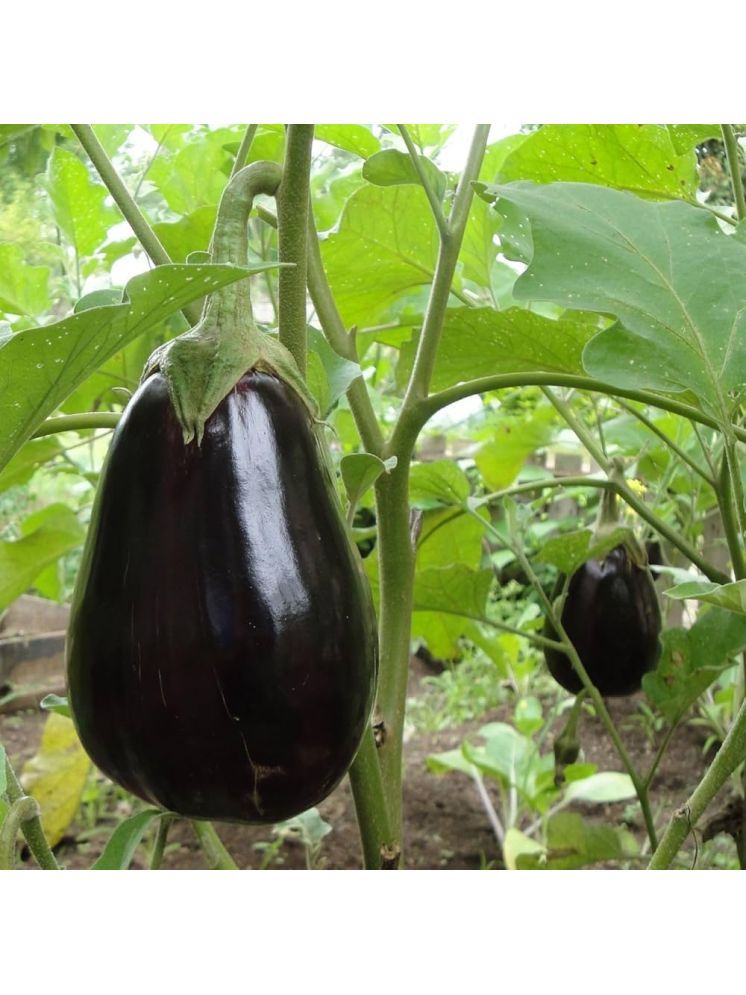     			Jignisha Seeds Organic Aubergine Vegetable ( 50 Seeds )