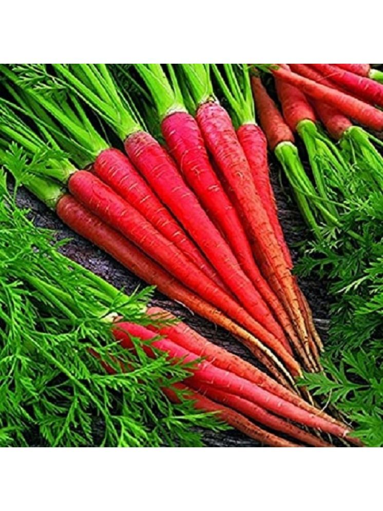     			Jignisha Seeds Hybrid Carrot Vegetable ( 50 Seeds )