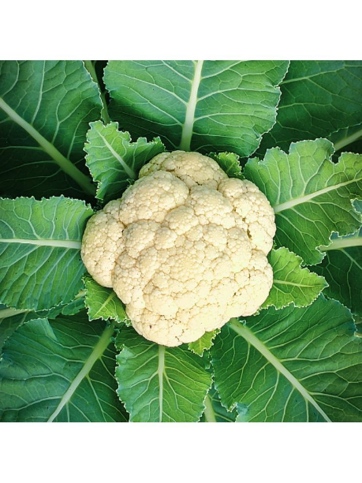     			Jignisha Seeds Hybrid Cauliflower Vegetable ( 50 Seeds )