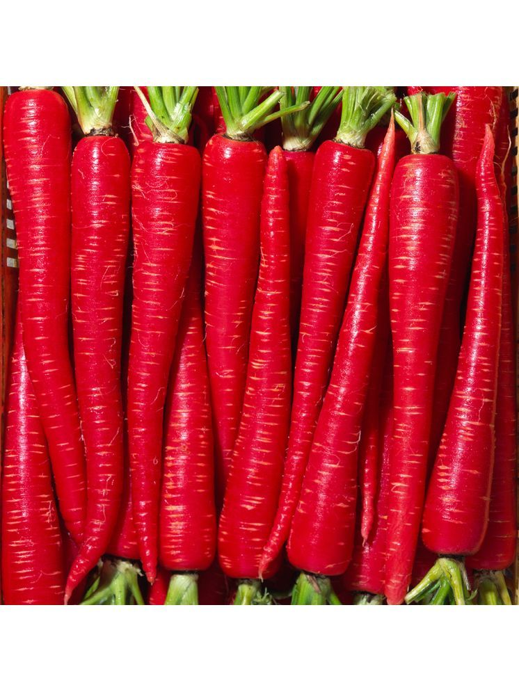     			Jignisha Seeds Hybrid Red Carrot Vegetable ( 50 Seeds )