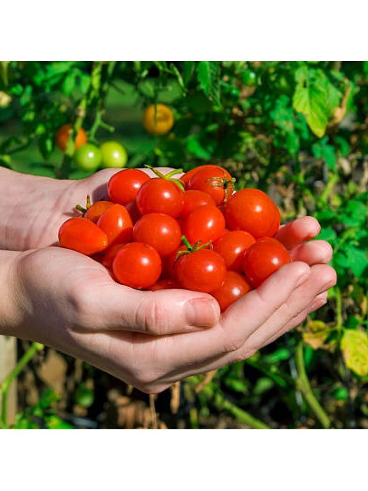     			Jignisha Seeds Hybrid Red Cherry Tomato Vegetable ( 50 Seeds )