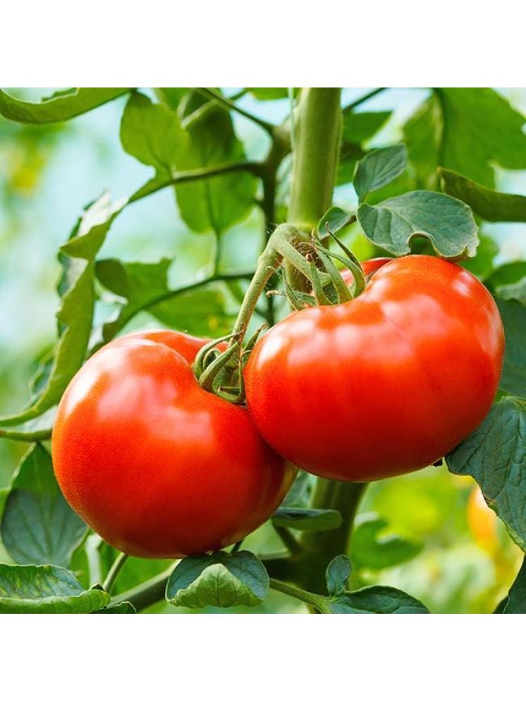     			Jignisha Seeds Hybrid Tomato Vegetable ( 100 Seeds )