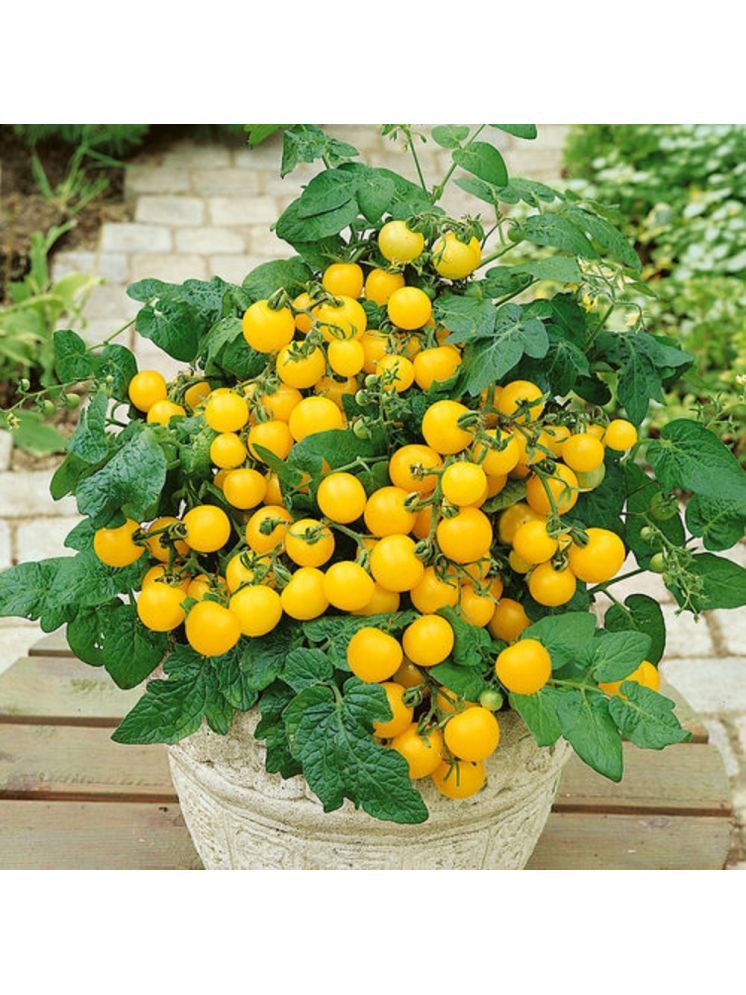     			Jignisha Seeds Hybrid Tomato Vegetable ( 50 Seeds )