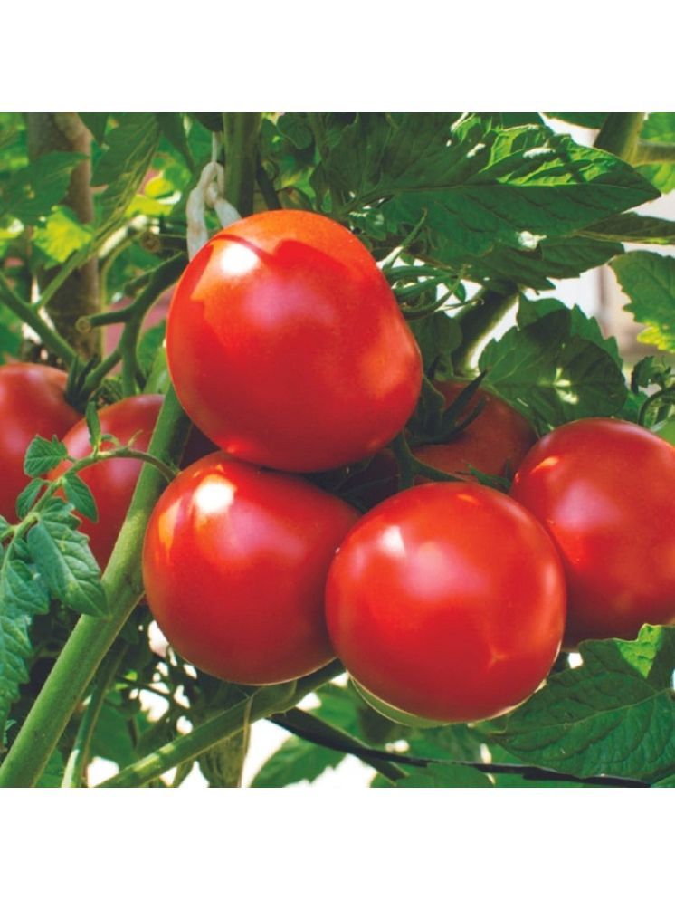     			Jignisha Seeds Hybrid Tomato Vegetable ( 100 Seeds )