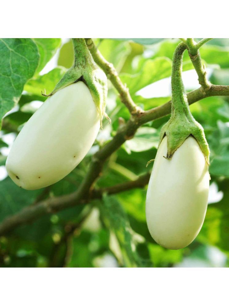     			Jignisha Seeds Hybrid White Brinjal Vegetable ( 50 Seeds )