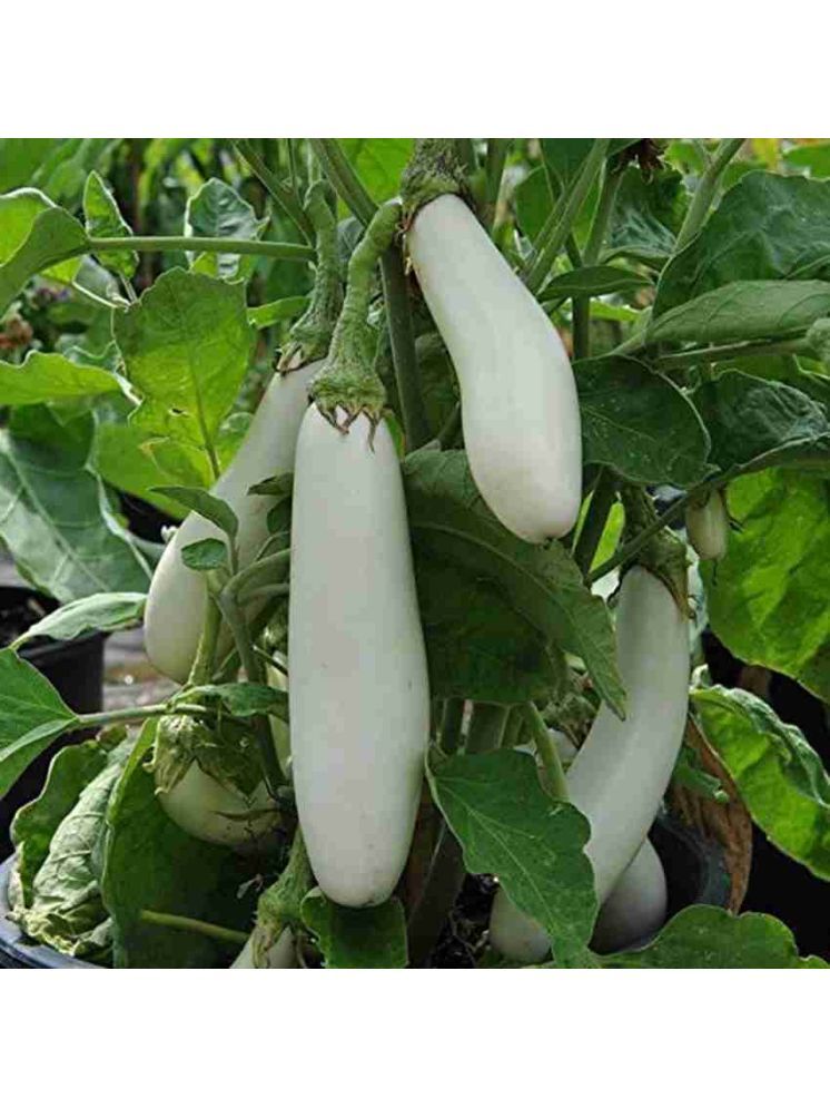     			Jignisha Seeds Hybrid White Long Brinjal Vegetable ( 50 Seeds )