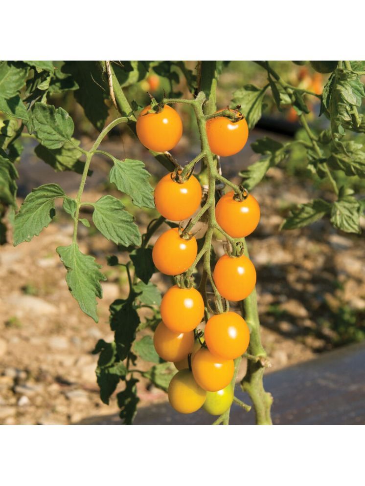     			Jignisha Seeds Hybrid Yellow Cherry Tomato Vegetable ( 50 Seeds )