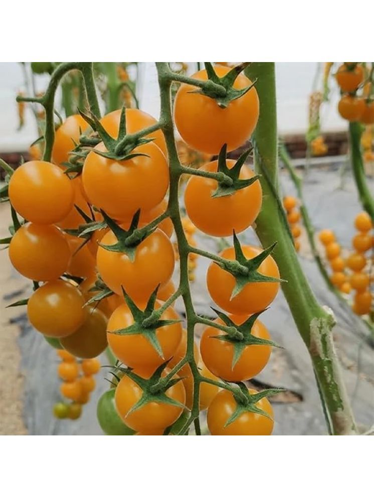     			Jignisha Seeds Hybrid Yellow Cherry Tomato Vegetable ( 50 Seeds )