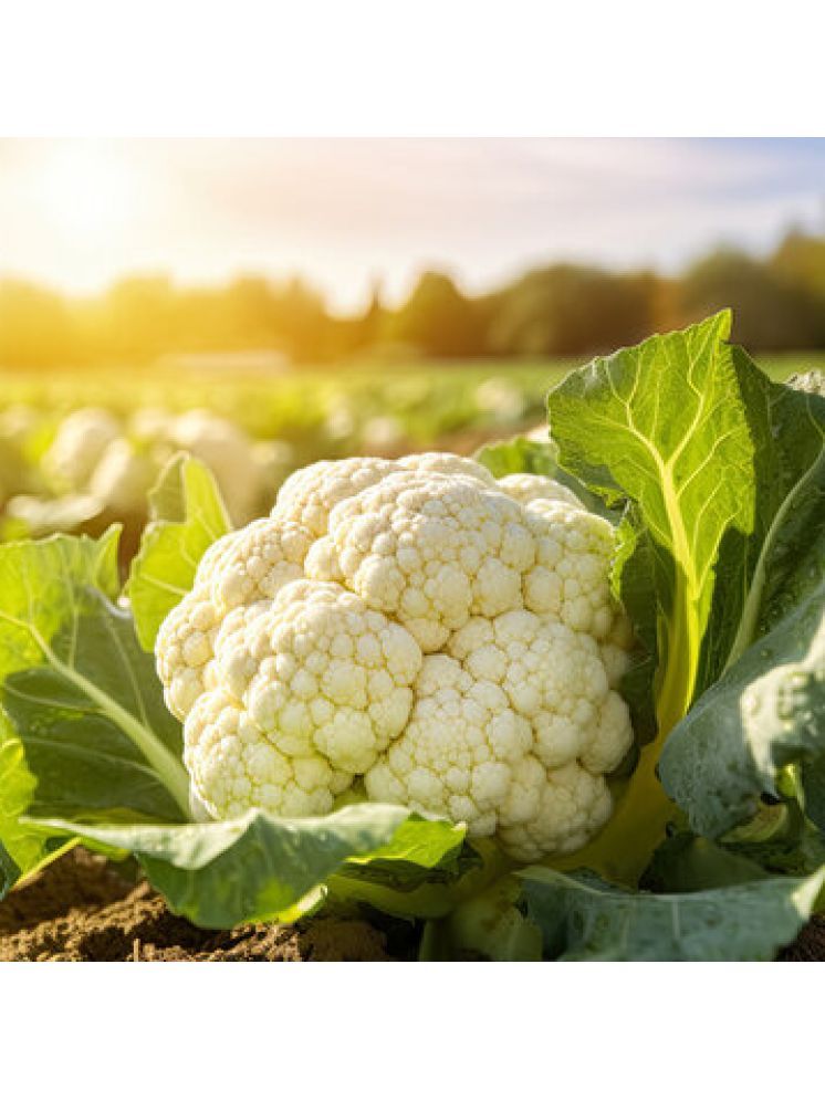     			Jignisha Seeds Organic Cauliflower Vegetable ( 100 Seeds )