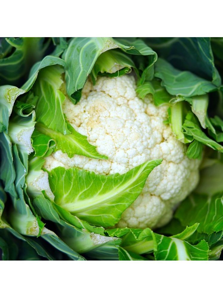     			Jignisha Seeds Organic Cauliflower Vegetable ( 100 Seeds )