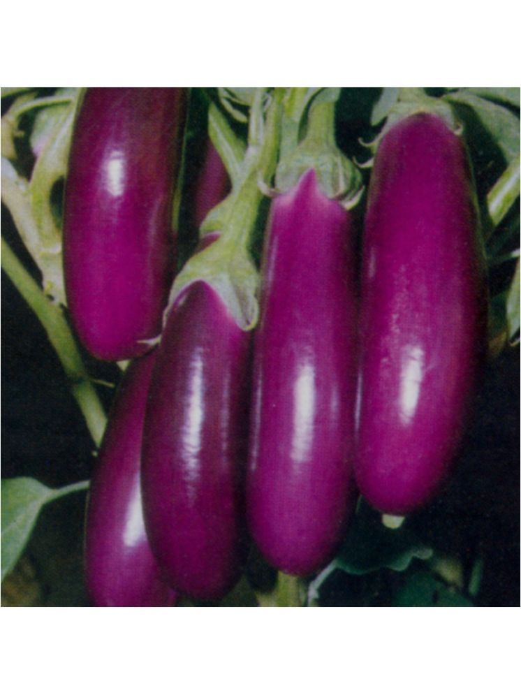     			Jignisha Seeds Organic Purple Long Brinjal Vegetable ( 50 Seeds )