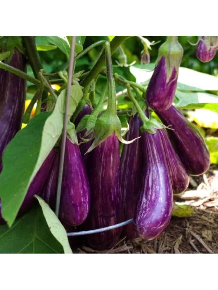     			Jignisha Seeds Organic Purple Long Brinjal Vegetable ( 50 Seeds )