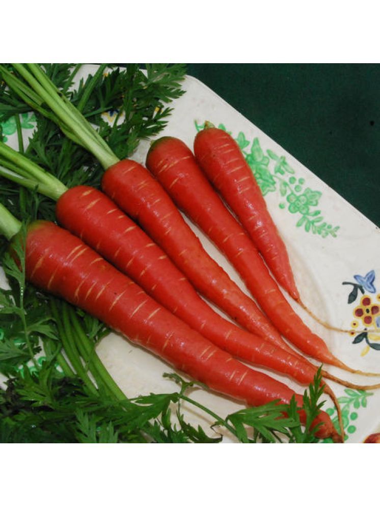     			Jignisha Seeds Organic Red Carrot Vegetable ( 50 Seeds )