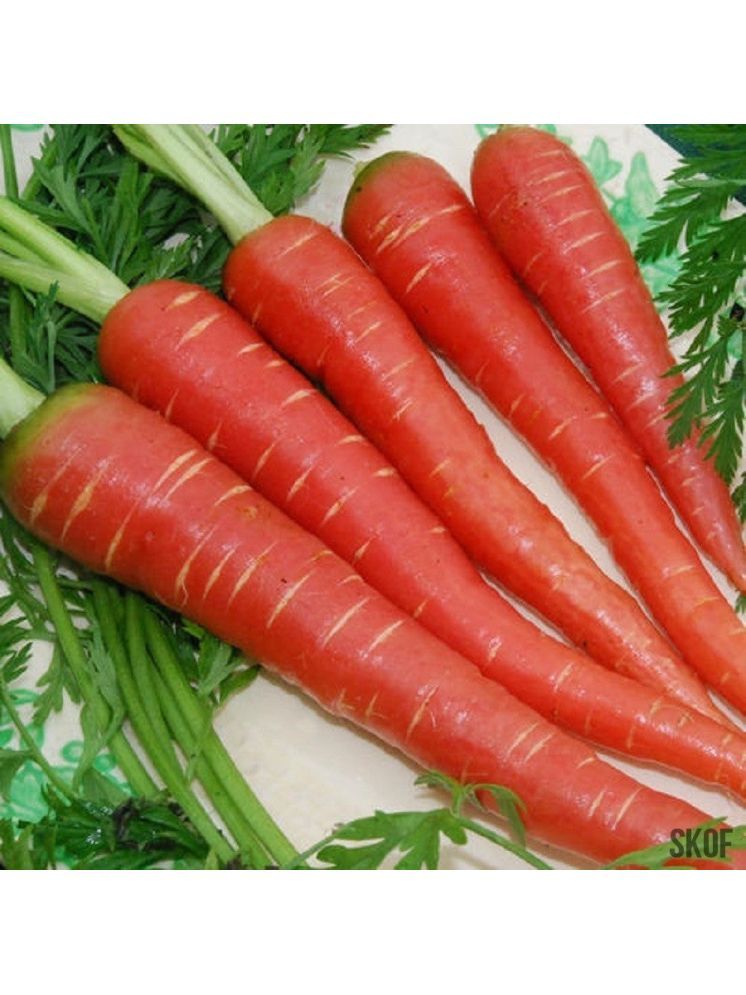     			Jignisha Seeds Organic Red Carrot Vegetable ( 50 Seeds )