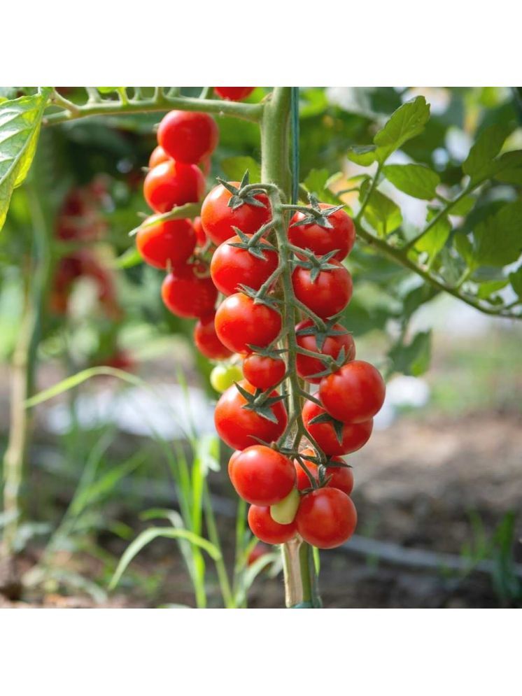     			Jignisha Seeds Organic Red Cherry Tomato Vegetable ( 50 Seeds )