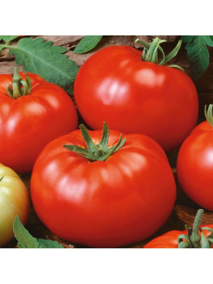     			Jignisha Seeds Organic Tomato Vegetable ( 250 Seeds )