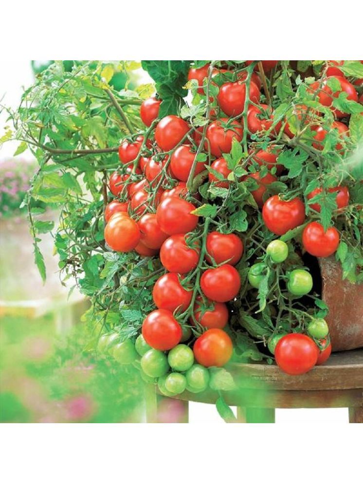     			Jignisha Seeds Organic Tomato Vegetable ( 50 Seeds )