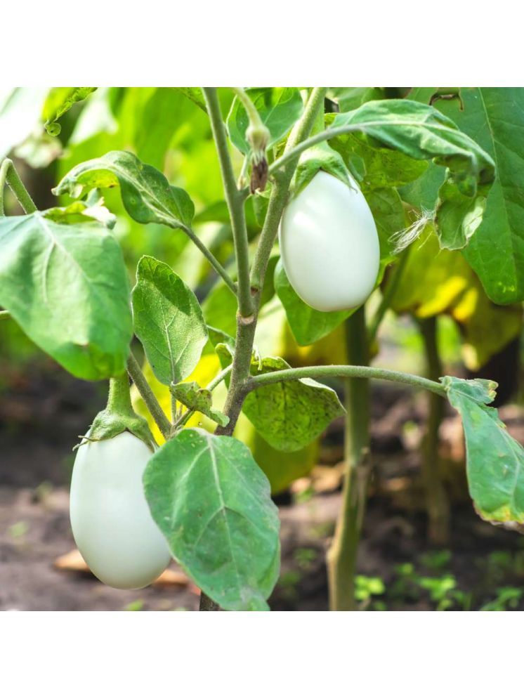     			Jignisha Seeds Organic White Brinjal Vegetable ( 50 Seeds )