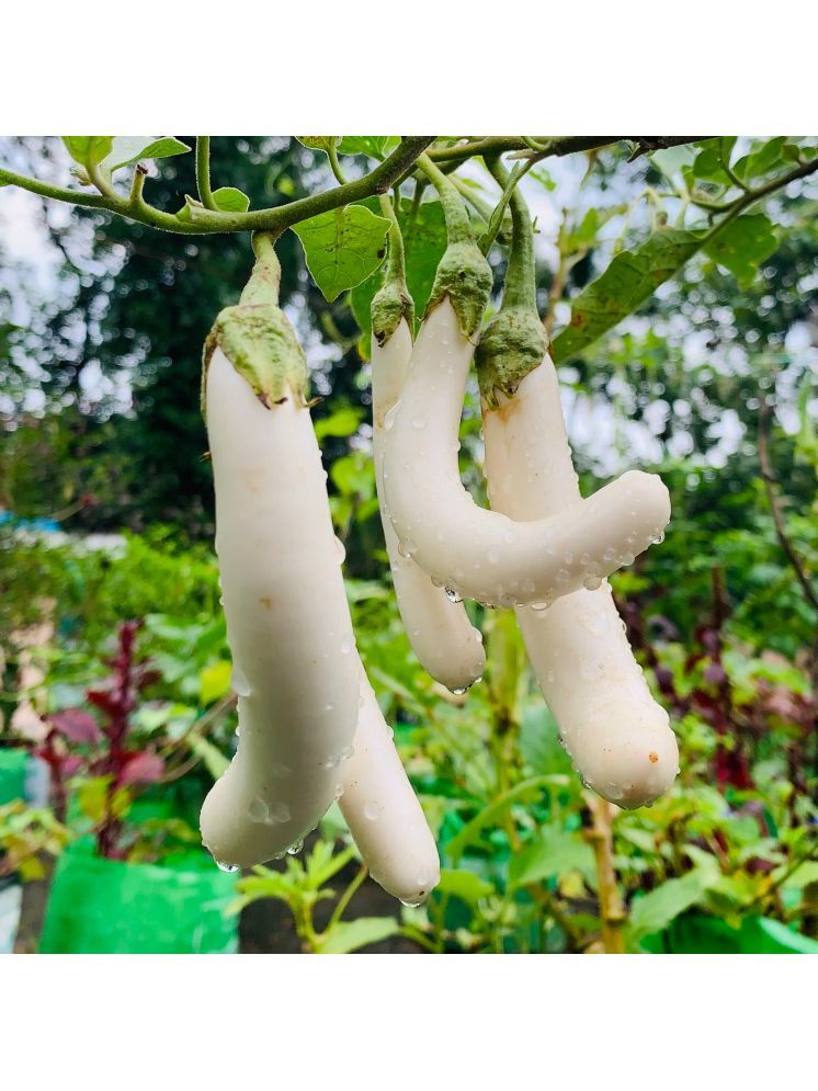     			Jignisha Seeds Organic White Long Brinjal Vegetable ( 50 Seeds )