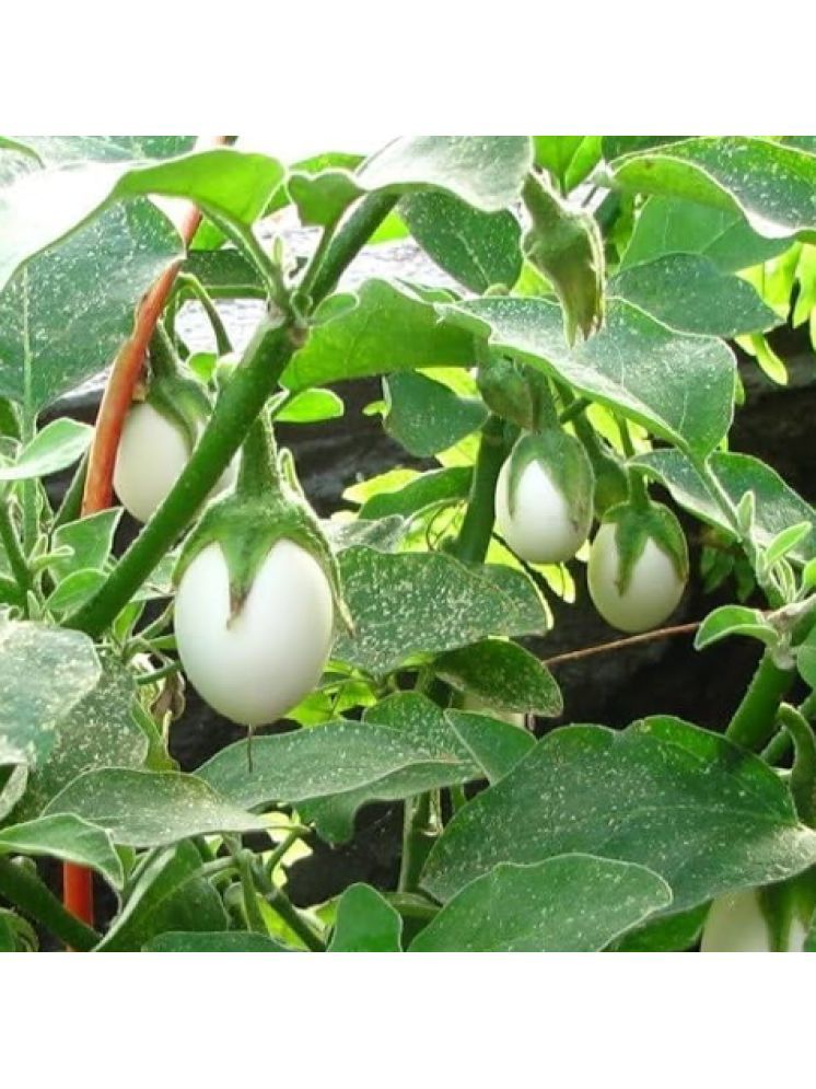     			Jignisha Seeds White Brinjal Vegetable ( 50 Seeds )