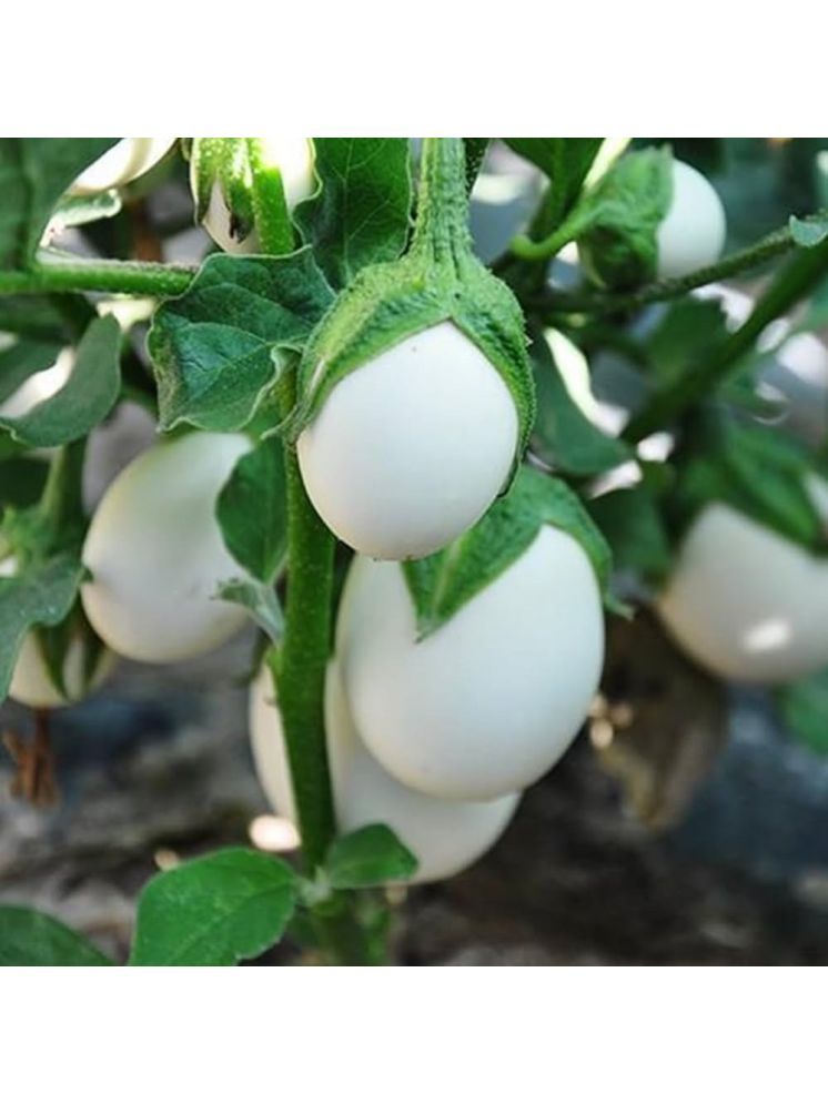     			Jignisha Seeds White Brinjal Vegetable ( 50 Seeds )