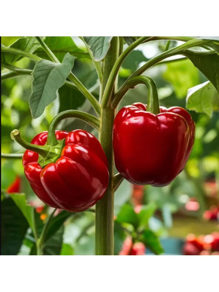     			Jignisha Seeds Capsicum Vegetable ( 50 Seeds )