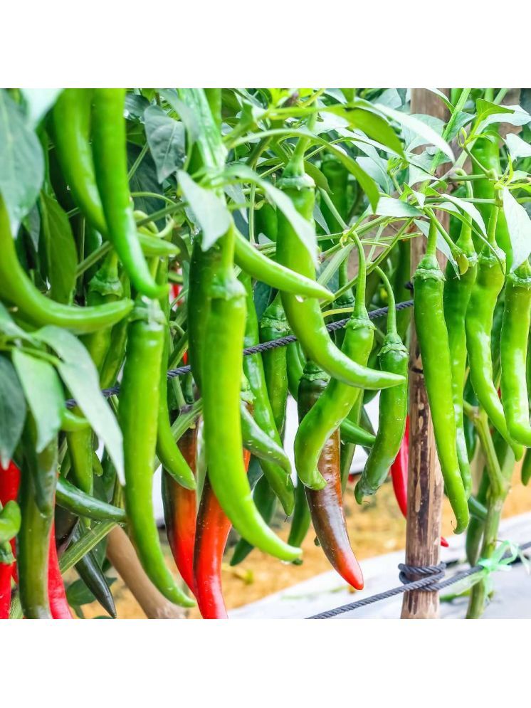     			Jignisha Seeds Hybrid Green Chilli Vegetable ( 50 Seeds )