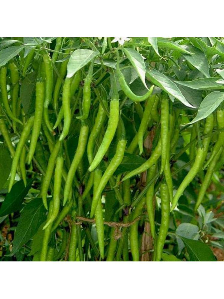     			Jignisha Seeds Hybrid Green Chilli Vegetable ( 50 Seeds )