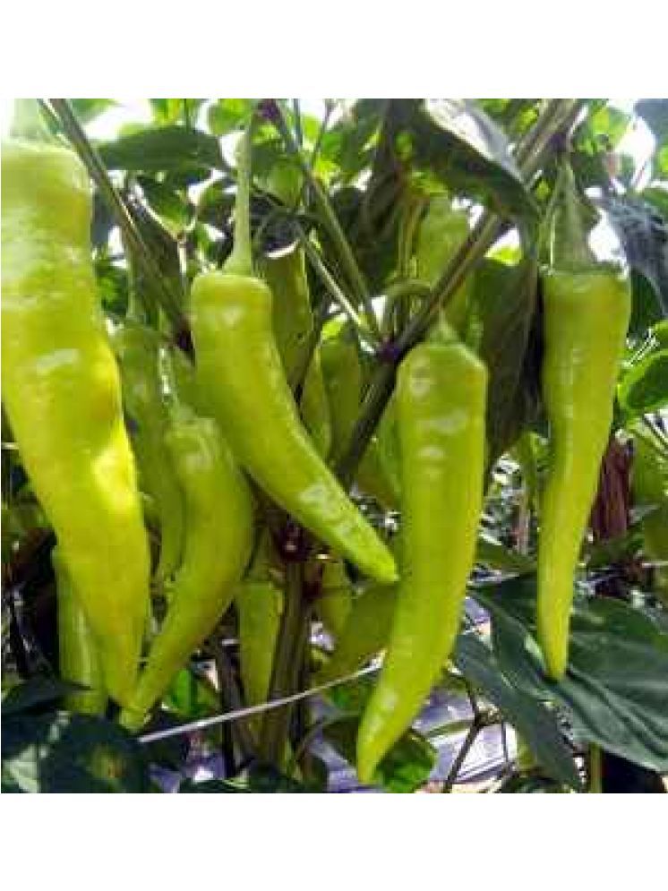     			Jignisha Seeds Hybrid Green Chilli Vegetable ( 50 Seeds )