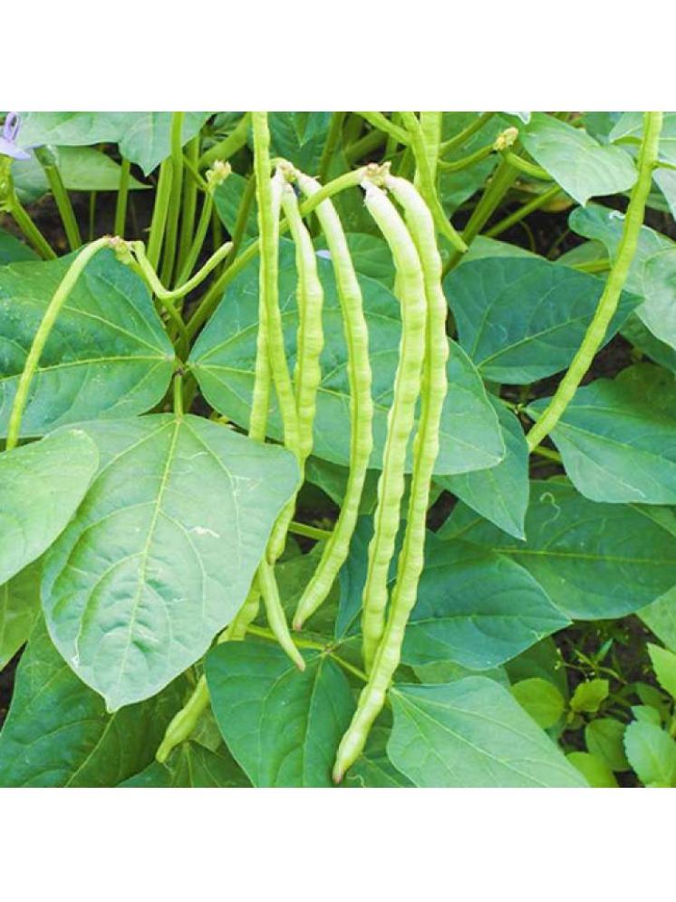     			Jignisha Seeds Hybrid Lobia Beans Vegetable ( 50 Seeds )