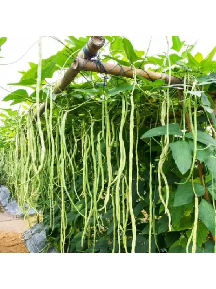     			Jignisha Seeds Hybrid Lobia Beans Vegetable ( 50 Seeds )