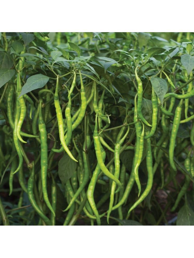     			Jignisha Seeds Hybrid Long Chilli Vegetable ( 50 Seeds )