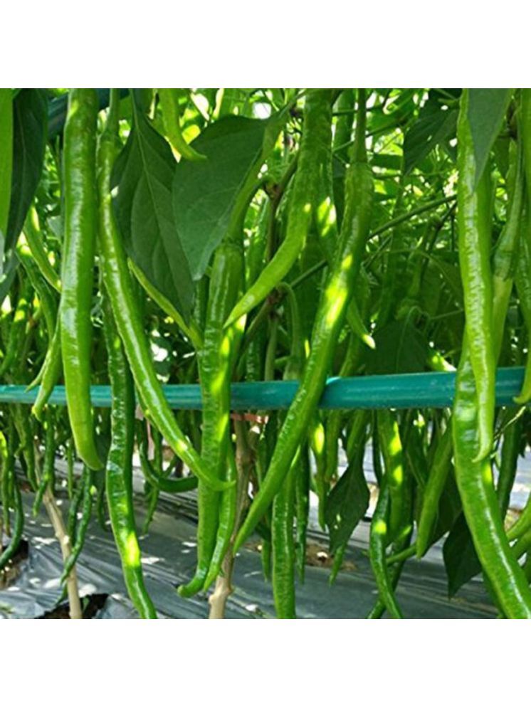     			Jignisha Seeds Hybrid Long Chilli Vegetable ( 50 Seeds )