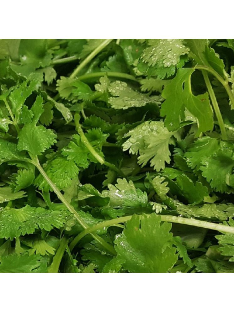     			Jignisha Seeds Organic Coriander Vegetable ( 100 Seeds )